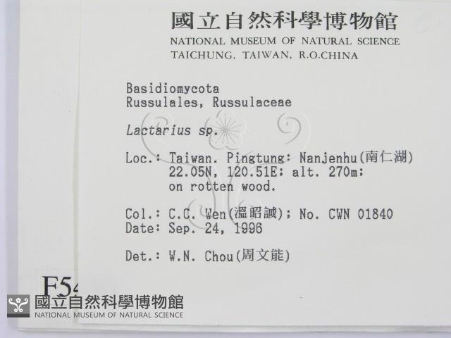 乳菇屬藏品圖，第2張