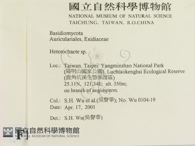 刺皮菌屬藏品圖，第2張