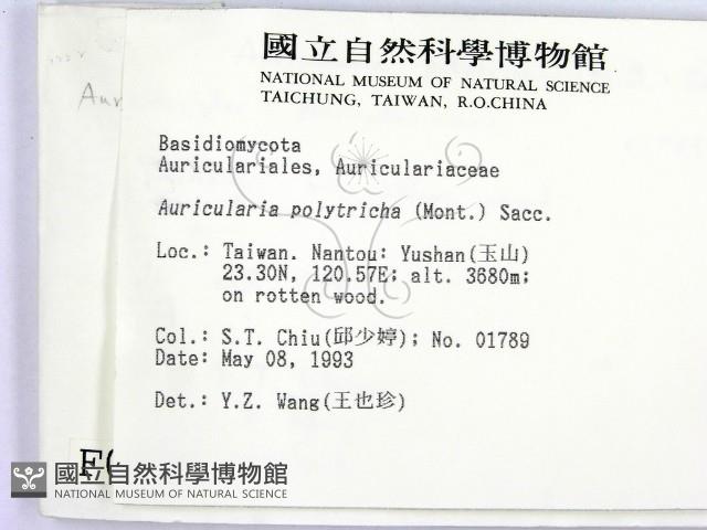 毛木耳藏品圖，第2張