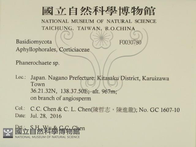 顯絲菌屬藏品圖，第2張