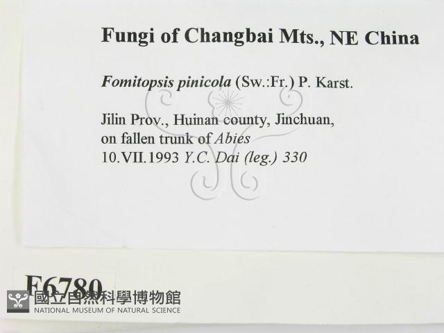 松生擬層孔菌藏品圖，第2張