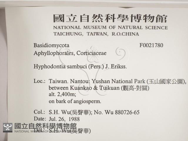 冇骨消絲齒菌藏品圖，第2張