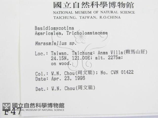 微皮傘屬藏品圖，第2張