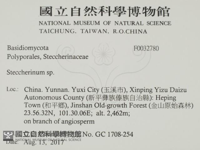 齒耳菌屬藏品圖，第2張