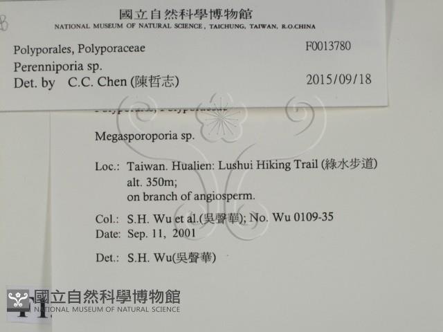 多年臥孔菌屬藏品圖，第2張