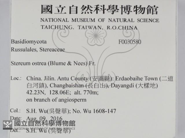 蠔韌革菌藏品圖，第2張