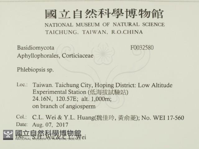 擬射脈菌屬藏品圖，第2張