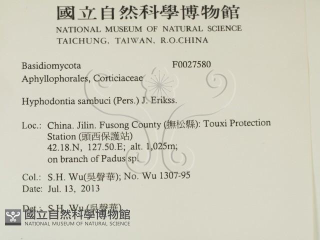 冇骨消絲齒菌藏品圖，第2張