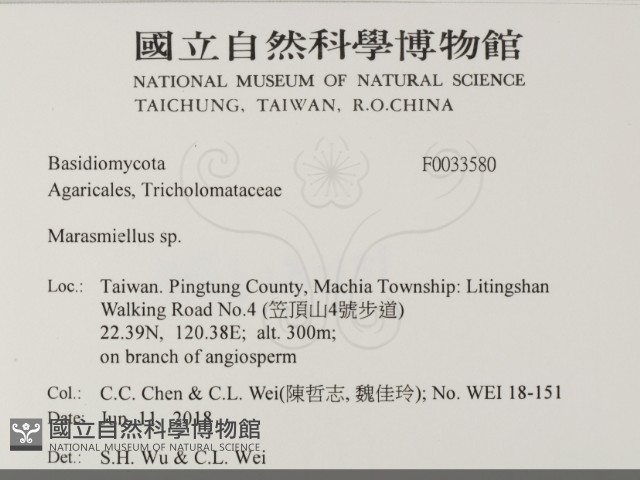 微皮傘屬藏品圖，第2張