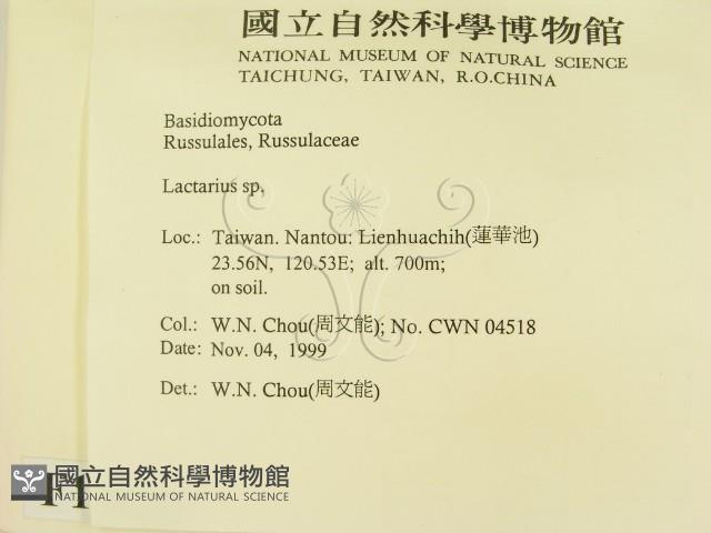 乳菇屬藏品圖，第2張