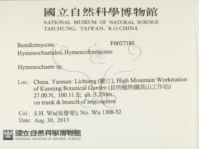 刺革菌屬藏品圖，第2張