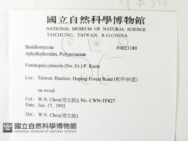 松生擬層孔菌藏品圖，第2張