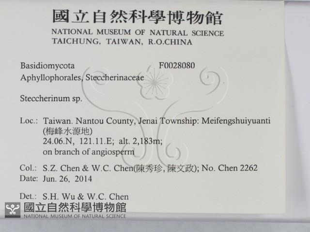 齒耳菌屬藏品圖，第2張