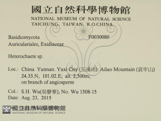 刺皮菌屬藏品圖，第2張