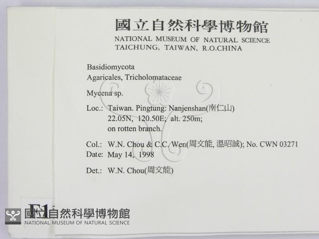 小菇屬藏品圖，第2張