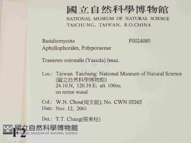 東方栓菌藏品圖，第2張