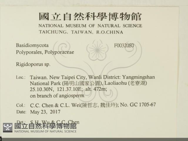 硬孔菌屬藏品圖，第2張