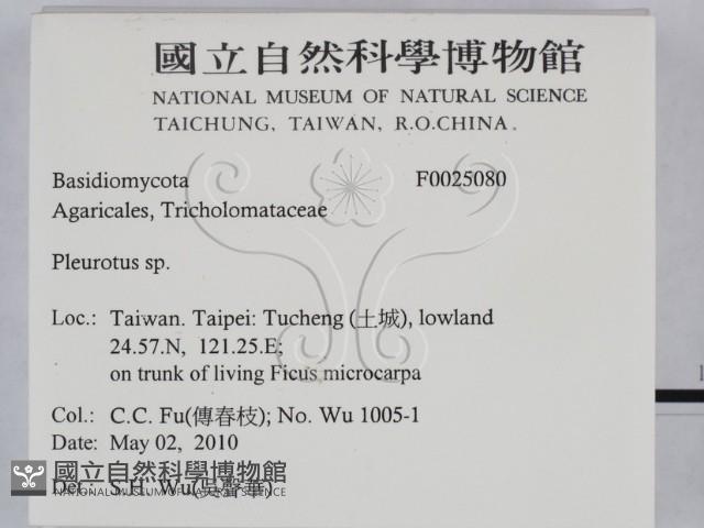 側耳屬藏品圖，第2張