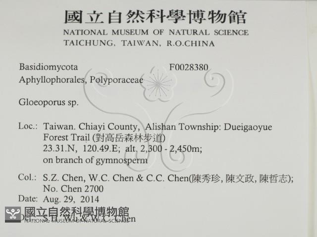 膠孔菌屬藏品圖，第2張