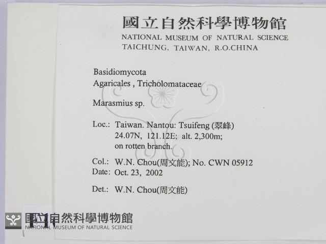 小皮傘屬藏品圖，第2張