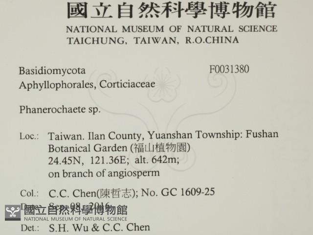 顯絲菌屬藏品圖，第2張