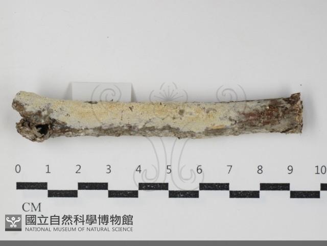 登錄號:F0034380藏品圖，第2張