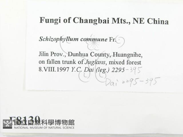 裂褶菌藏品圖，第2張