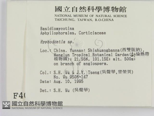 絲齒菌屬藏品圖，第2張