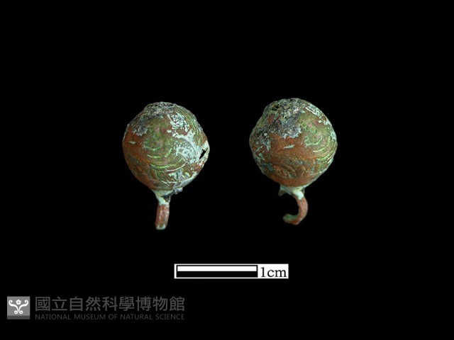 鈕子藏品圖，第1張