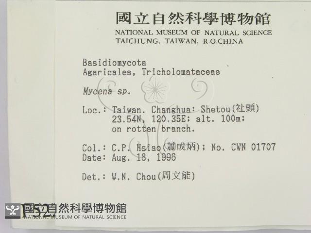 小菇屬藏品圖，第2張