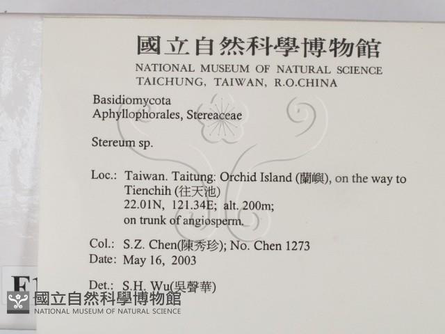 韌革菌屬藏品圖，第2張