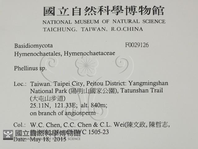 木層孔菌屬藏品圖，第2張