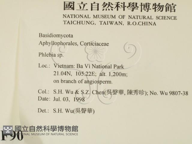 射脈菌屬藏品圖，第2張