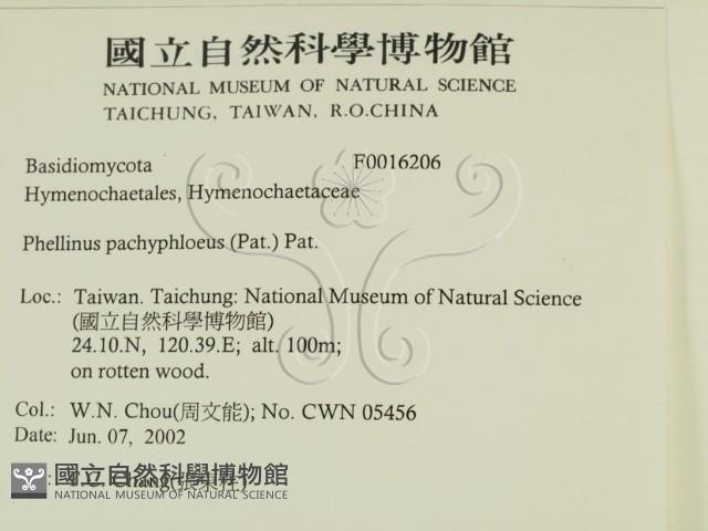 金邊纖孔菌藏品圖，第2張