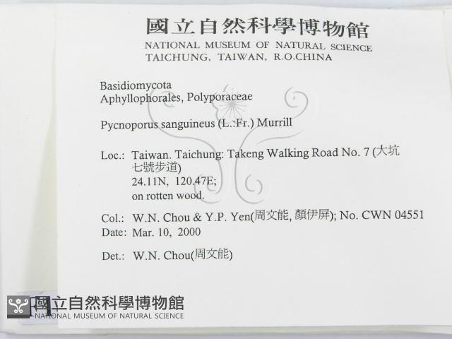 血紅密孔菌藏品圖，第2張