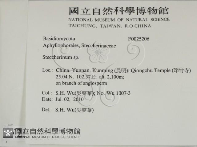 齒耳菌屬藏品圖，第2張