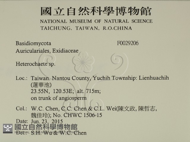 刺皮菌屬藏品圖，第2張