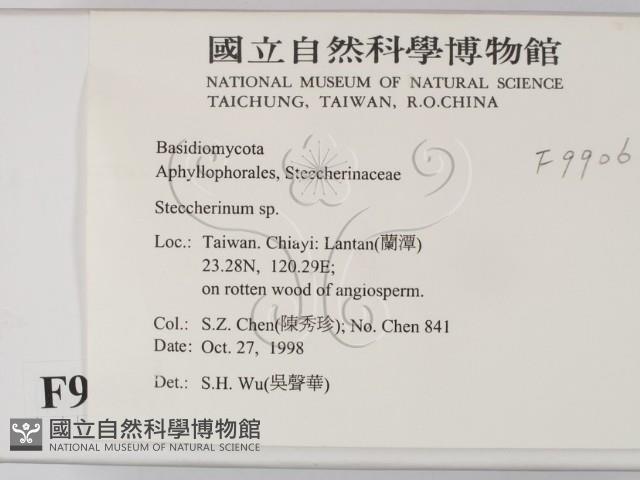 齒耳菌屬藏品圖，第2張