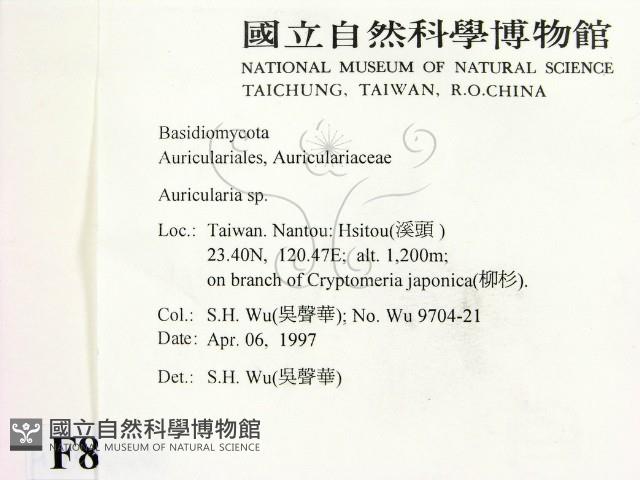 木耳屬藏品圖，第2張