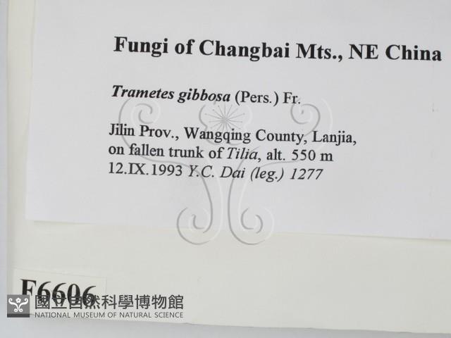 偏腫栓菌藏品圖，第2張