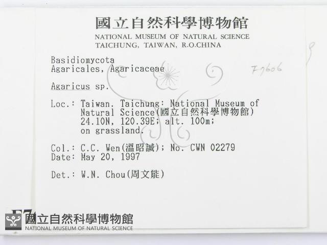 傘菌屬藏品圖，第2張