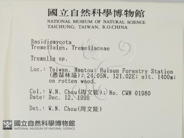 銀耳屬藏品圖，第2張