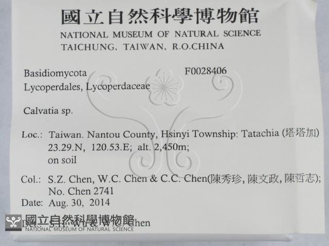 禿馬勃屬藏品圖，第2張