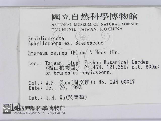 蠔韌革菌藏品圖，第2張
