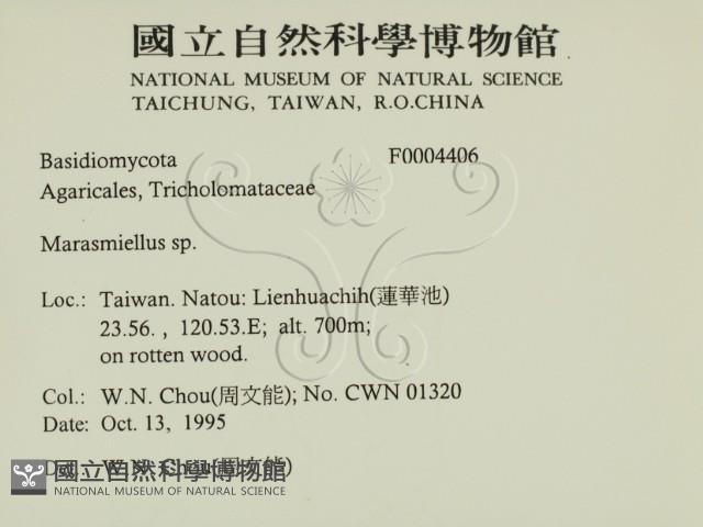 微皮傘屬藏品圖，第2張