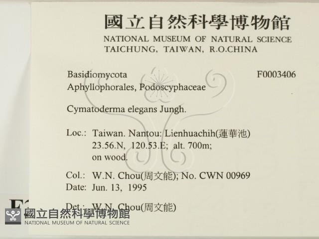 優雅波邊革菌藏品圖，第2張