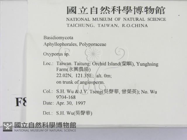 銳孔菌屬藏品圖，第2張