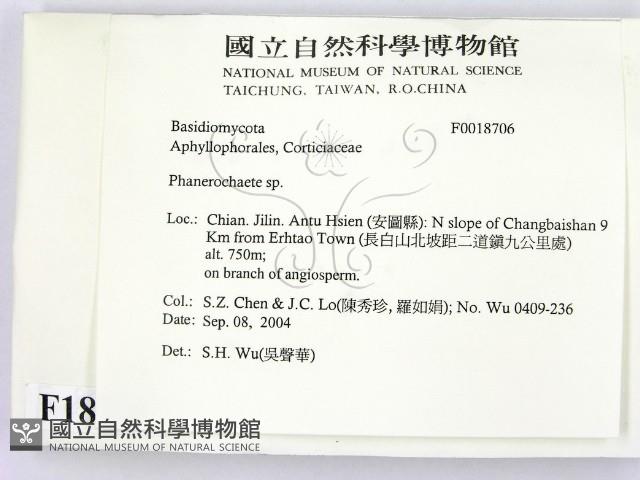 顯絲菌屬藏品圖，第2張
