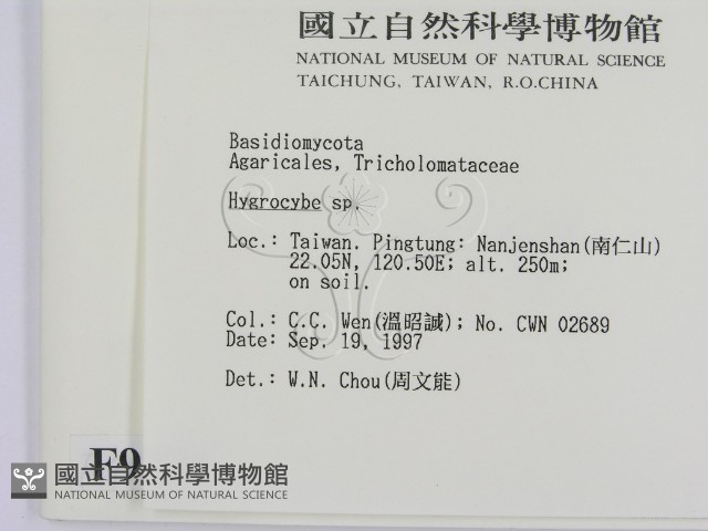 濕傘屬藏品圖，第2張