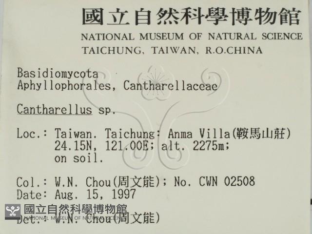 雞油菌屬藏品圖，第2張